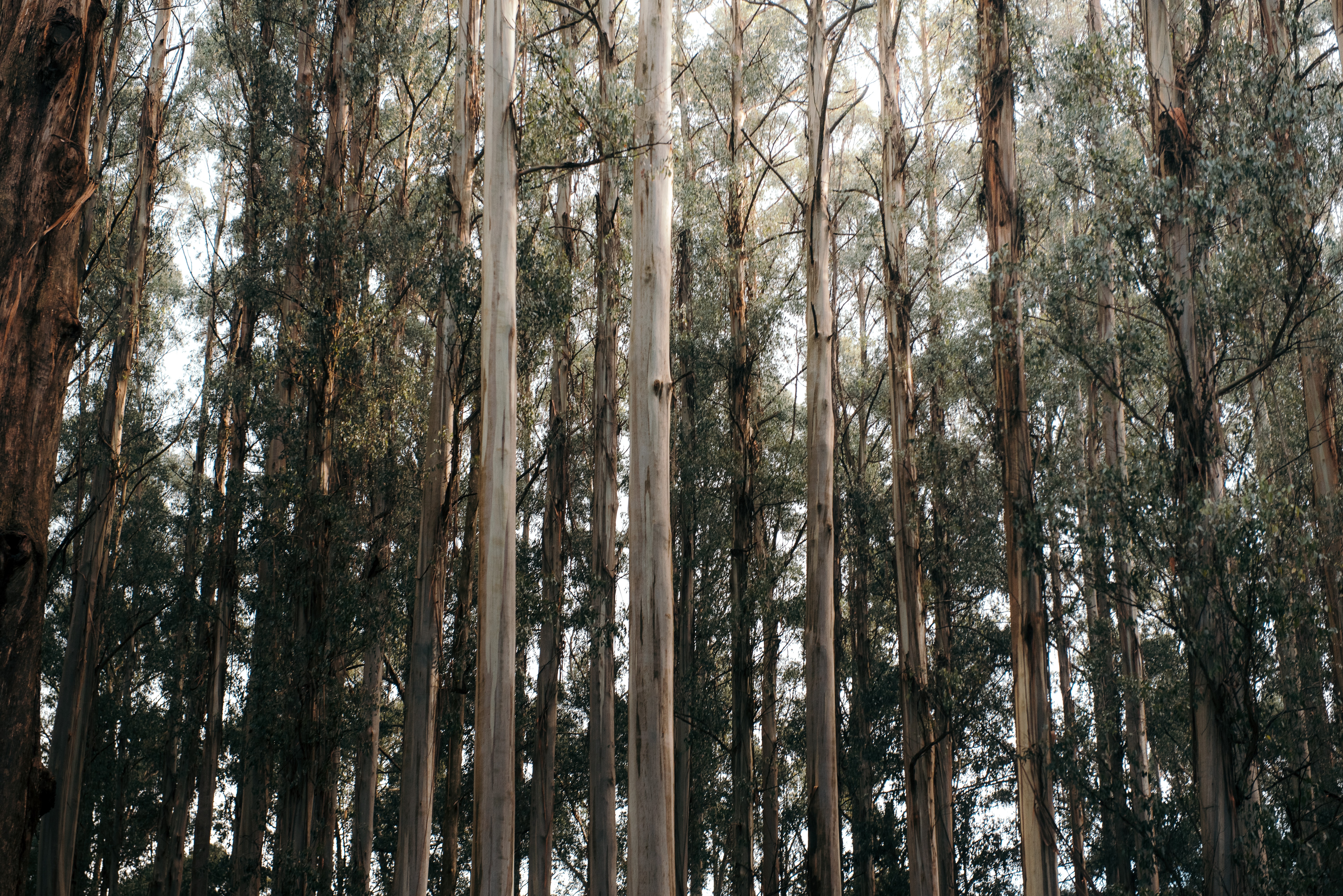 Forestry carbon sequestration